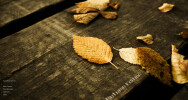 CS 1.6 Autumn start page