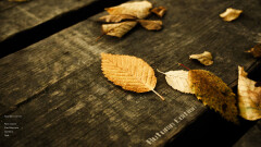 Download CS 1.6 Autumn - Enhanced Version 1.3